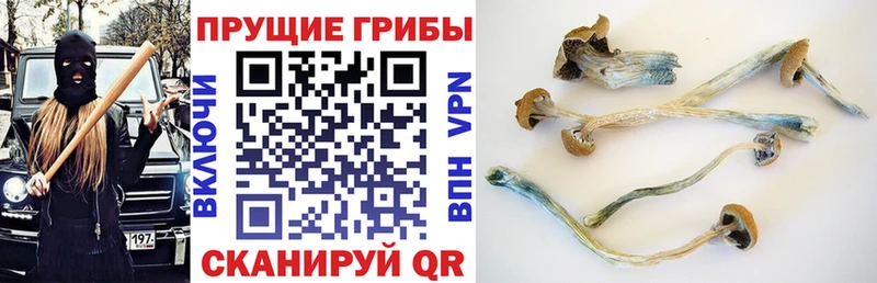 Галлюциногенные грибы Psilocybe  закладка  KRAKEN сайт  Ясный 